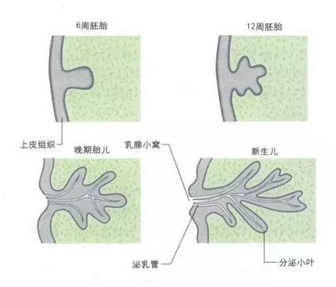 乳暈黑點|乳暈上有「小顆粒」正常嗎？乳暈顏色和別人不一樣？女孩到女人。